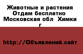 Животные и растения Отдам бесплатно. Московская обл.,Химки г.